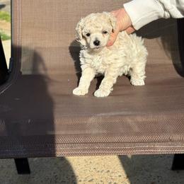 Sparkle girl - White female Poodle puppy in Charlotte, North Carolina from Toy Poodle and Maltese Perfection