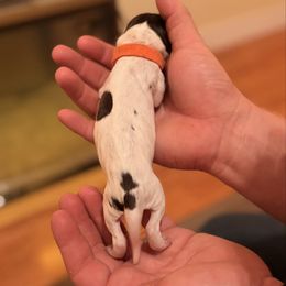 Orange - Liver and white female German Shorthaired Pointer puppy in Ash Flat, Arkansas from SmokePoint GSPs
