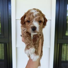 Patriot - male Cavapoochon puppy in Morris, Pennsylvania from Heartland Puppies