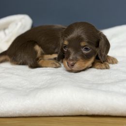 Lulu (Chocolate and tan longhair) - Chocolate and tan female Dachshund puppy in Appomattox, Virginia from Doxie Darlings VA