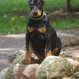 Doberman Pinscher Puppies from Laurel Vail