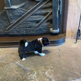 Girl 1 - Black brindle female Akita puppy in Las Vegas, Nevada from Ishikawa Akita's