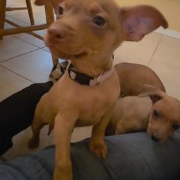 Karl - Red male Miniature Pinscher puppy in Ethridge, Tennessee from Liberty Hill Farm