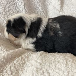 Miniature Australian Shepherd and Shih Tzu Puppies from J&R Aussies