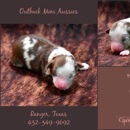 Camo - Red merle male Australian Shepherd puppy in Ranger, Texas from Outback Mini Aussies
