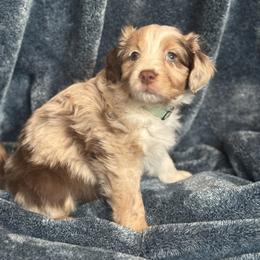 Maple - Red merle female Australian Shepherd puppy in Columbia Falls, Montana from Firefly Horse Co Wellness Retreat Center