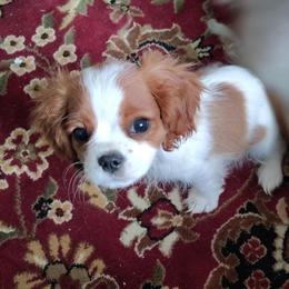 Petra - Blenheim female Cavalier King Charles Spaniel puppy in Phoenix, Arizona from Royal Desert Cavaliers