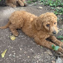 Black Collar Boy - Red  male Goldendoodle puppy in Escalon, California from Silveira’s Golden Doodles