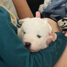 Tootsie - White female Samoyed puppy in Surprise, Arizona from Virgin River Samoyeds