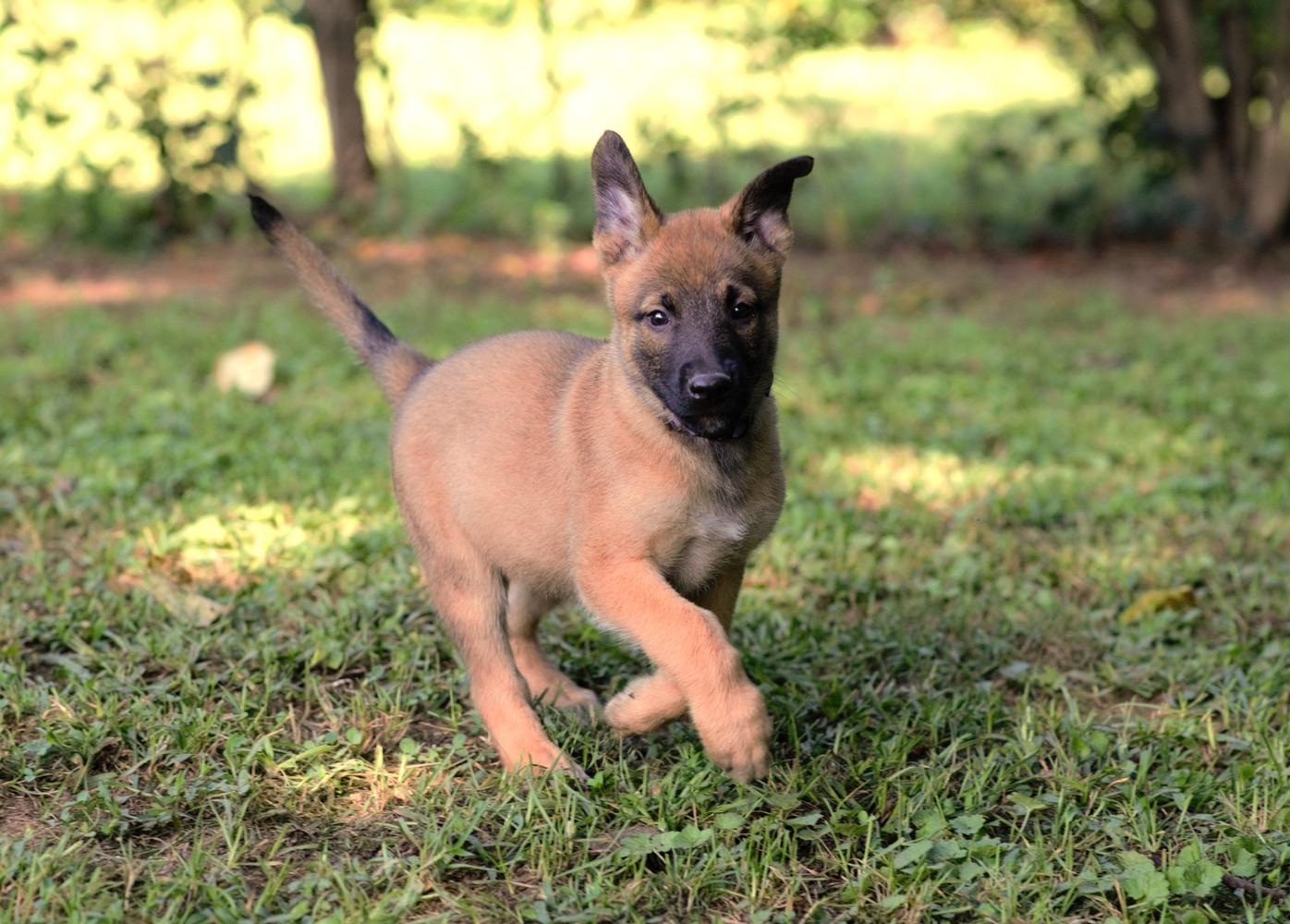 Malinois puppy running in the grass