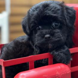 Dougan - Black male Yorkipoo puppy in Lebanon, Kentucky from Mosaic Merle Doodles