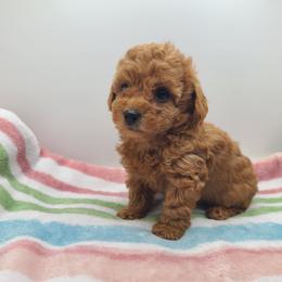 Waffles - Red  male Poodle puppy in Kannapolis, North Carolina from Carolina Great Danes & Toy Poodles