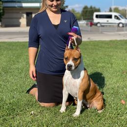 Envy - American Staffordshire Terrier
