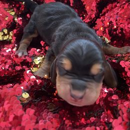 Girl 4 - Black tan and white female Basset Hound puppy in Woodruff, South Carolina from LONG EARS FARM AKC BASSET HOUNDS
