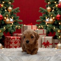 Arctic - Cafe au lait male Maltipoo puppy in St. George, Utah from Winchester Hills Poodles and Doodles
