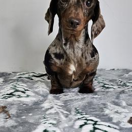Miley - Dachshund