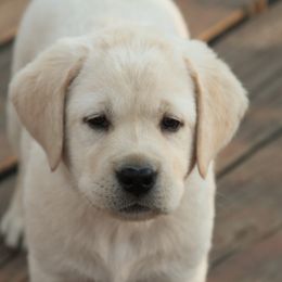 Labrador Retriever Puppies from Glory View Labradors