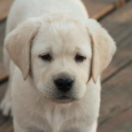 Labrador Retriever Puppies from Glory View Labradors