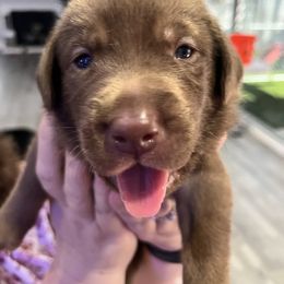 Labrador Retriever Puppies from Starfire Labradors