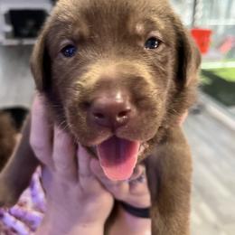 Labrador Retriever Puppies from Starfire Labradors