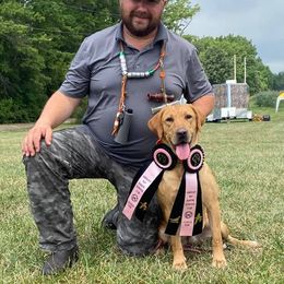 Labrador Retriever All Grown Up from Greenwing Kennel