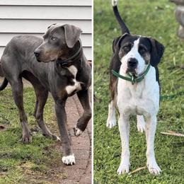 Catahoula Leopard Dog puppies from Natchez Kennels