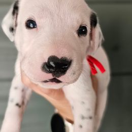 Red collar - White and black male Dalmatian puppy in Knoxville, Tennessee from Dazzling Dalz
