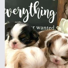 Japanese Chins from Uniquely Yours, Shelly’s Japanese Chins