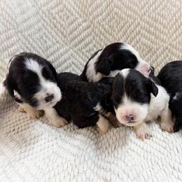 Our Girls - Black and white female Portuguese Water Dog puppy in Vancouver, Washington from Portie Puppies