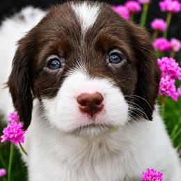 Shelly - Liver and white female Brittany puppy in Hollidaysburg, Pennsylvania from Royal Flush Farms