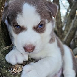 Bruno(blue) - Brown and white male Siberian Husky puppy in Springfield, Massachusetts from 16acreshuskies