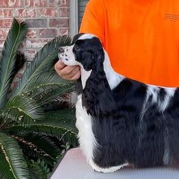 Cocker Spaniel Puppies from Troy’s Cockers