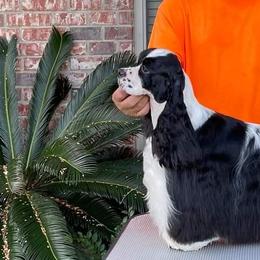Cocker Spaniel Puppies from Troy’s Cockers