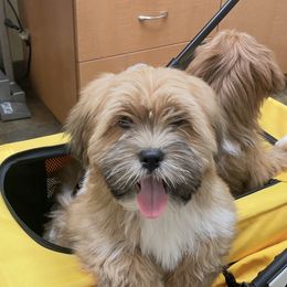 Sonny Red collar - Red male Lhasa Apso puppy in Florence, Kentucky from Ky Ritz Lhasa’s.  formerly (Karen‘a Lhasa Apsos)