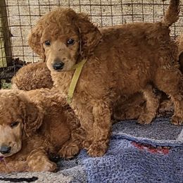 Poodles from Kona Standard Poodles