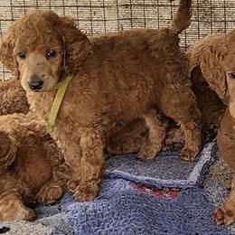 Poodles from Kona Standard Poodles
