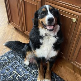 Tweetsie  - Bernese Mountain Dog