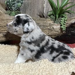 Miniature Australian Shepherd Puppies from Helm Farms Aussies