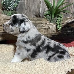 Miniature Australian Shepherd Puppies from Helm Farms Aussies