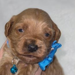 Titan Light Blue Collar - Red  male Goldendoodle puppy in Vernon, Texas from Sugarland's Texas Goldendoodles