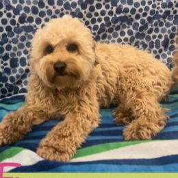 Fay - Australian Labradoodle