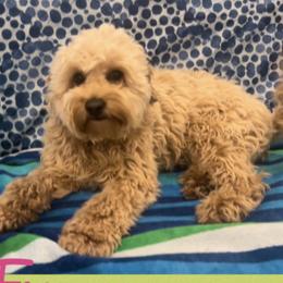 Fay - Australian Labradoodle