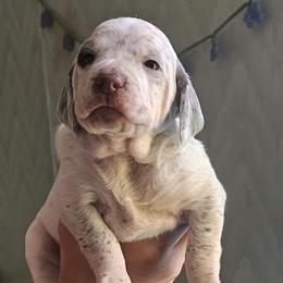 Braque du Bourbonnais Puppies from Steady Wind Braque du Bourbonnais Pointers