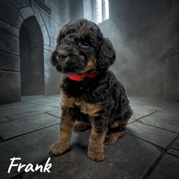 Frank - Phantom male Goldendoodle puppy in Hughesville, Maryland from Fox Run Farm