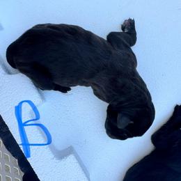 Boy 2 - Black male Cane Corso puppy in Dunn, North Carolina from Carter’s Corso