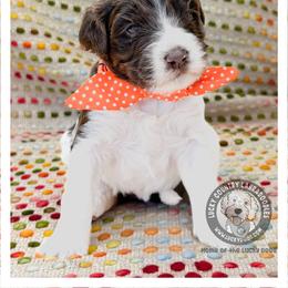 Miss Orange - Chocolate female Australian Labradoodle puppy in Wake Forest, North Carolina from Lucky Country Labradoodles