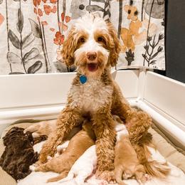 Australian Labradoodle Puppies from Novalie Australian Labradoodles