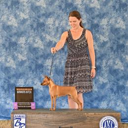 Miniature Pinscher Puppies from Peacock Miniature Pinschers