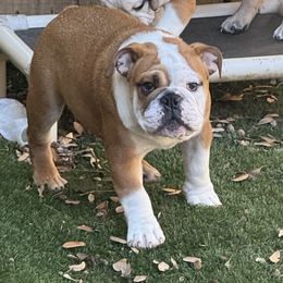 Bulldog puppies from Empire Bulldogs & French Bulldogs