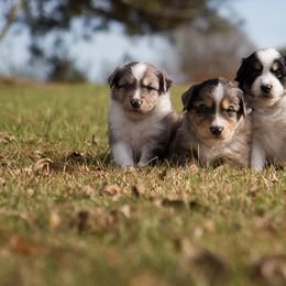 Miniature Australian Shepherds from The Farm at Hidden Springs